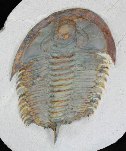 Early Cambrian Psedosaukianda Trilobite - Morocco #18570